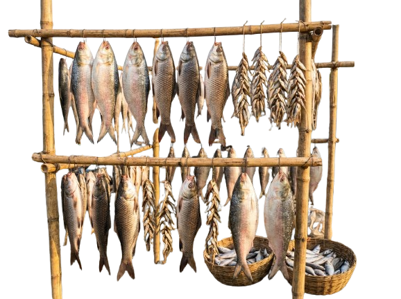 Fish/মাছ
